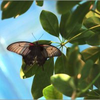 Butterfly :: Елена Belika