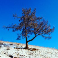 Дерево :: Ксения Хорошилова