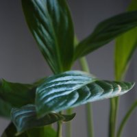 Plants :: Ekaterina Morozova