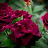 Бархатные розы :: Dororo Прасолова