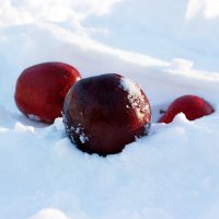 Яблоки на снегу) :: Леся Прокопенко