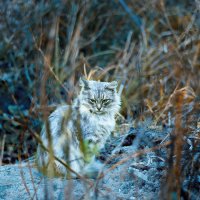 котейка :: Александр Мартовецкий