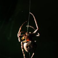 Spider. :: Nikita Smirnov