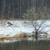 Цветение вербы :: Николай Морский 