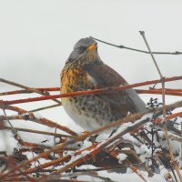 Дрозд :: Владимир Михеев