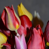 полевые тюльпаны :: Инна Церульнёва