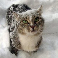Снежный кот :: Инна Савинская