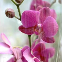 Орхидея :: Алена 