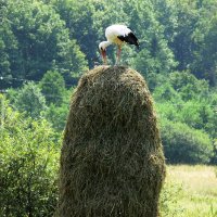 перед отлетом :: Богдан Вовк