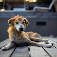 Поторопись ко мне, ты можешь ещё успеть в собачих глазах на дне слёзы мои рассмотреть. :: Анатолий Третяк