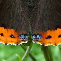 Бабочка Адмирал (Vanessa atalanta L.), макро :: Генрих Сидоренко