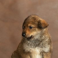 Собаки из частного приюта Натальи Беликовой в Смоленске :: Анатолий Тимофеев