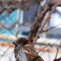 Sparrow :: Дарья Акимов