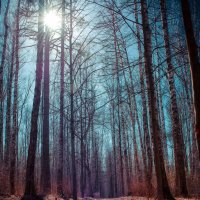 В тиши лесной... :: Ангелина Хасанова