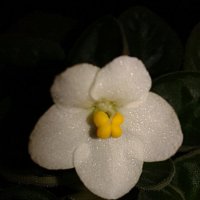 нежный цветок :: Юлия Закопайло