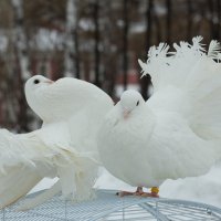 Два голубка... :: Олег Кошкаров