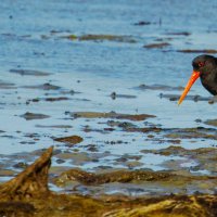 oystercatcher :: Светлана Шакирзянова