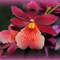 Орхидея -прекрасная :: galina tihonova
