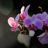 орхидеи :: Эльмира Суворова