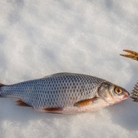 Ерш и Сорога!. :: Анатолий Бахтин