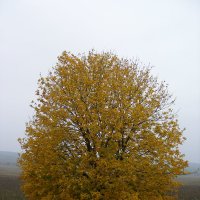 одинокий клён :: Александр Иваницкий