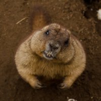 Ну дайте что-нибудь вкусненькое... За мою очаровательную улыбку в 4 зуба... (это, кстати, байбак) :: Ekaterina Spirina