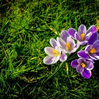 spring flowers :: Борис Б