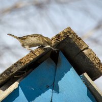 Здесь будет мой дом! :: Татьяна Титова