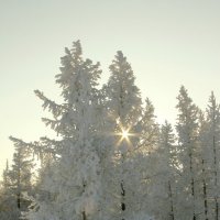 луч света в зимнем царстве :: Алена Дегтярёва