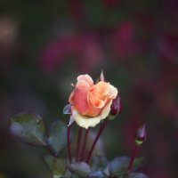 Последняя летняя роза :: Анастасия Володина