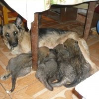 мама и щеночки :: машенька алексеева
