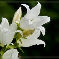 Ах, эти белые цветы ... :: Сергей Компаниец