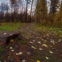 Осенняя прогулка ветерка... :: Владимир Комышев
