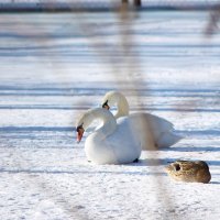 Лебеди остались зимовать :: Ростислав Бутми
