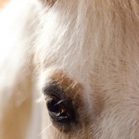 Одно лишь прикосновение к телу лошади может заменить тысячу слов :: Alesya Safe