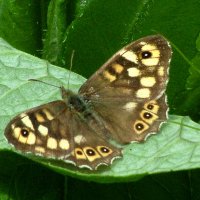 Бабочка Эгерия (Paparge aegeria L.) :: Генрих Сидоренко