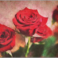 Розы красные :: Татьяна Губина