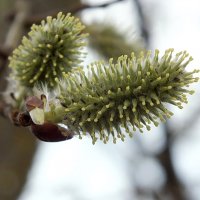 Почка :: Сергей Мышковский