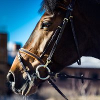 Их можно сравнить с осколком зеркала, ведь в них ты можешь увидеть часть себя, :: Alesya Safe