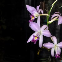 Орхидея :: Василиса Никитина