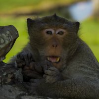 Обитатель Angkor Wat :: Александр Репко