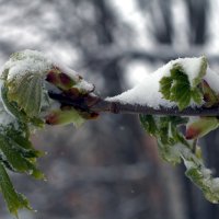 Причуды природы,каштан зацвёл! :: "Наиль Батталов