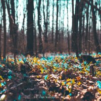 first flowers in forest :: Сергей Бабичев