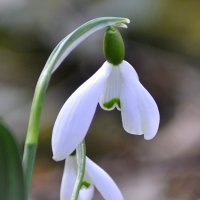 Немножко грустно, но весна ... :: Ольга Винницкая (Olenka)