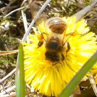 Первый вылет пчелы. :: алексей затеев
