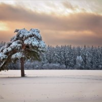 Последний снег :: Алексеевич 