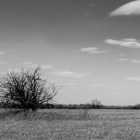 Одинокое дерево :: Геннадий Хоркин