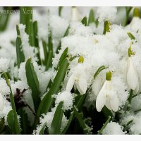 снег в апреле :: Вера Ульянова