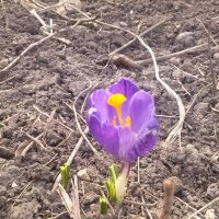 Первый цветок весны :: Игорь Храмцов