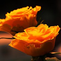Розы жёлтые-солнечный свет :: ʁwи ǝоw - Любовь